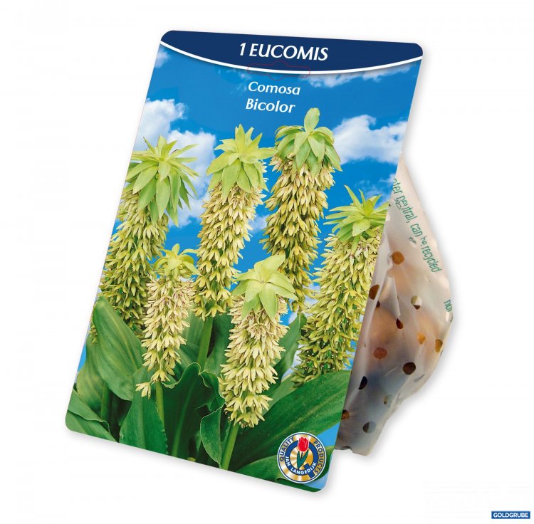 Artikel Nr. 954386: Eucomis Comosa Bicolor