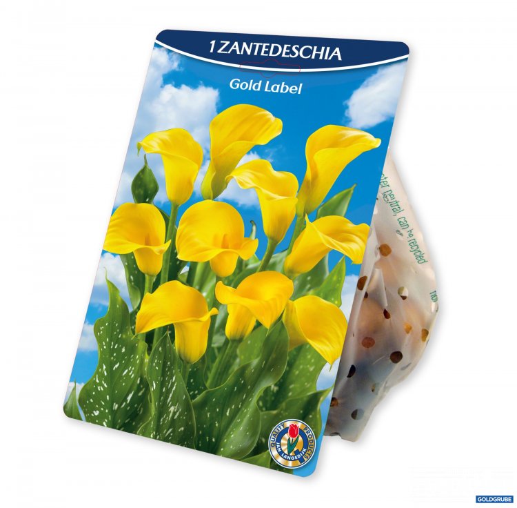 Artikel Nr. 954388: Zantedeschia Gold Label