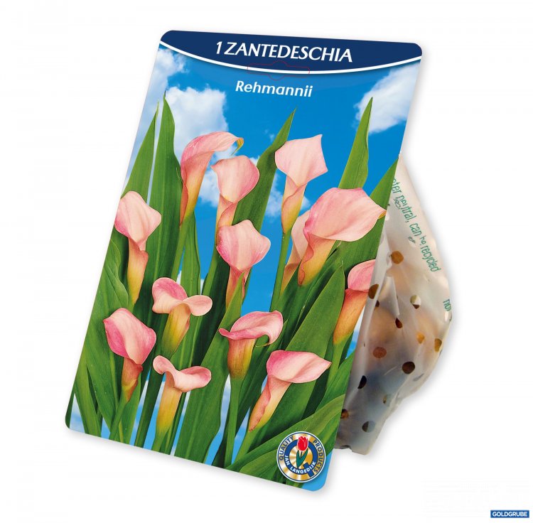 Artikel Nr. 954389: Zantedeschia Rehmannii