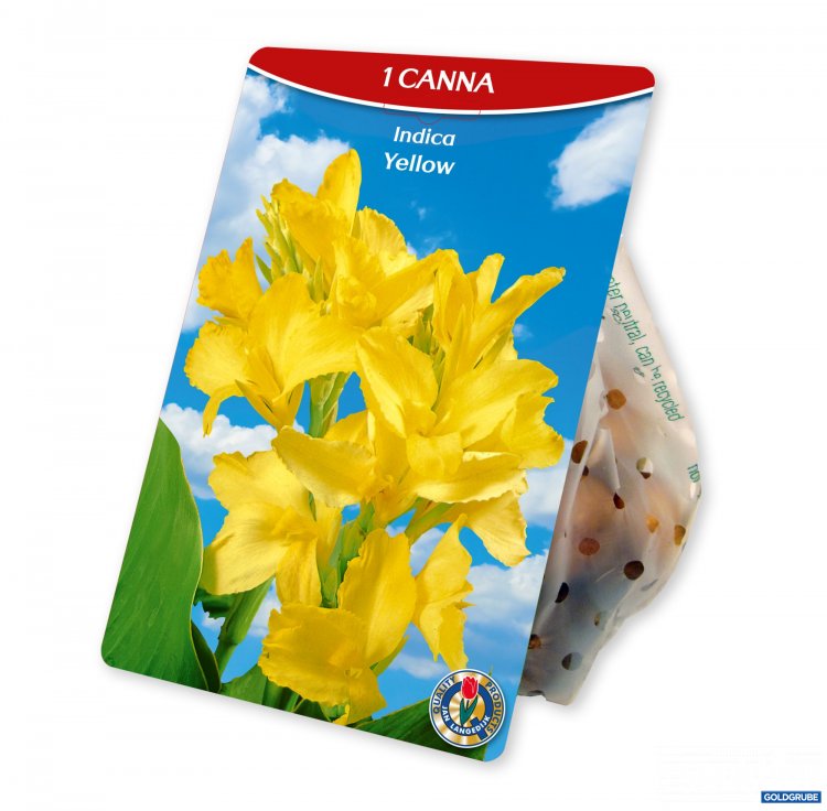 Artikel Nr. 954390: Canna Indica Yellow