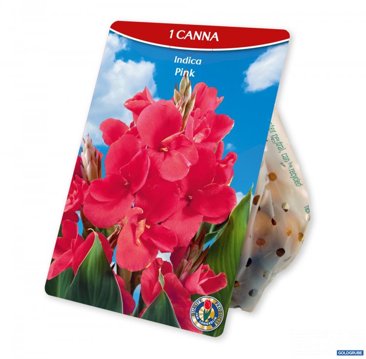 Artikel Nr. 954391: Canna Indica Pink