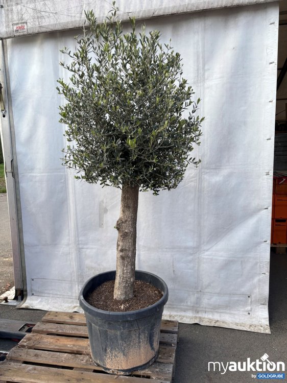 Artikel Nr. 913408: Olivenbaum ca. 210cm
