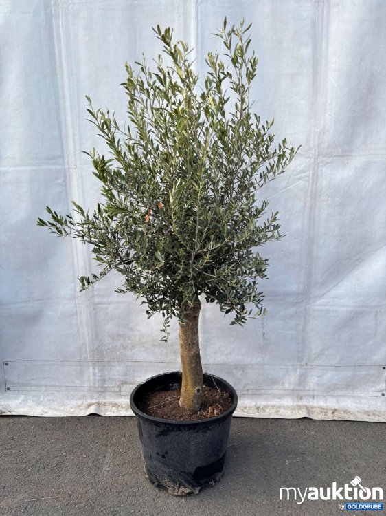Artikel Nr. 913409: Olivenbaum ca. 180cm