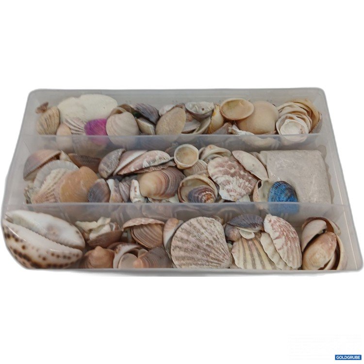Artikel Nr. 954409: Muscheln mit Sand 