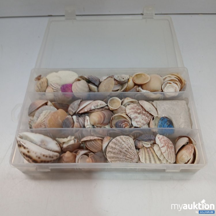 Artikel Nr. 954409: Muscheln mit Sand 
