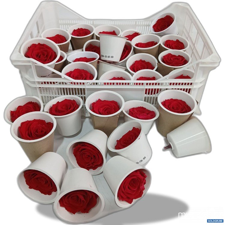 Artikel Nr. 950430 Artikel Nr. 950430: Rosen