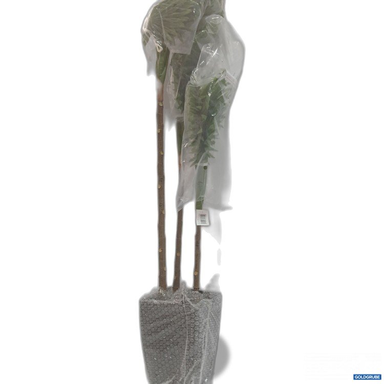 Artikel Nr. 887534 Artikel Nr. 887534: Fächerpalme 105cm