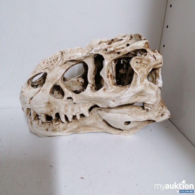 Artikel Nr. 717554: Dinosaurier Schädel Skelett 