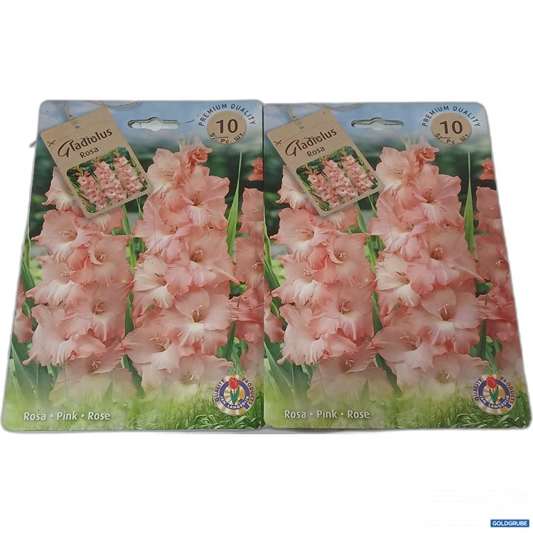 Artikel Nr. 920561: Gladiolus Rosa Blumenzwiebel 2er Set