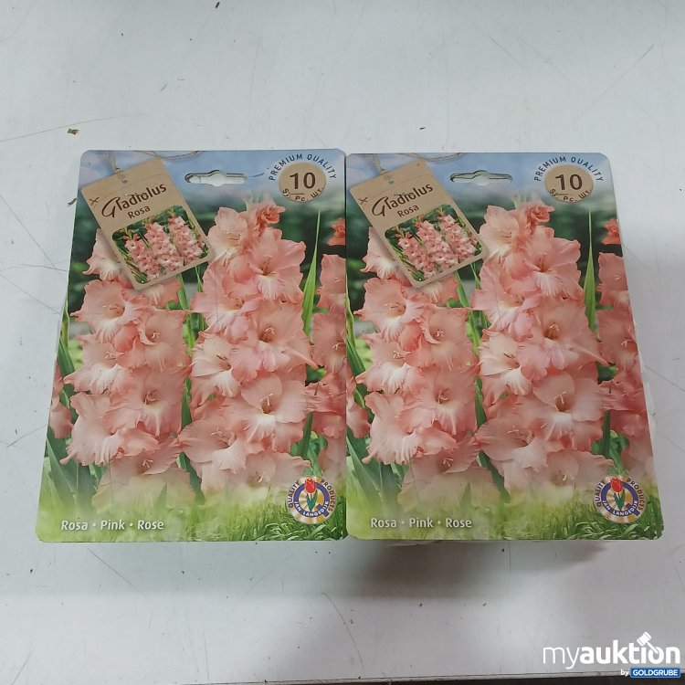 Artikel Nr. 920561 Artikel Nr. 920561: Gladiolus Rosa Blumenzwiebel 2er Set