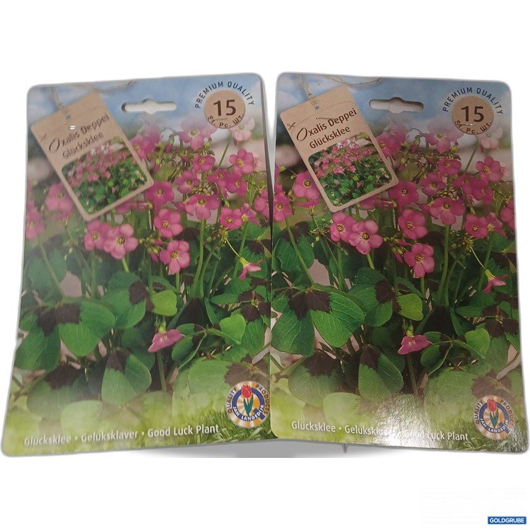 Artikel Nr. 920564: Oxalis Deppei Glücksklee Blumenzwiebel 2er Set