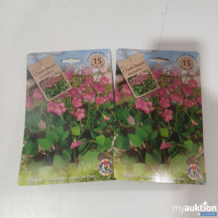 Artikel Nr. 920564: Oxalis Deppei Glücksklee Blumenzwiebel 2er Set