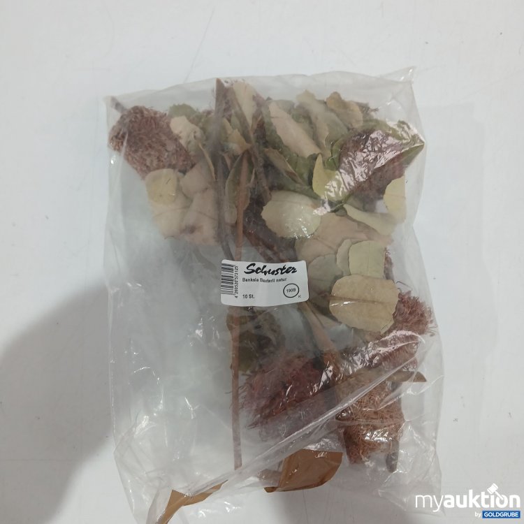 Artikel Nr. 916573: Schuster Banksia Baxterii Natur 