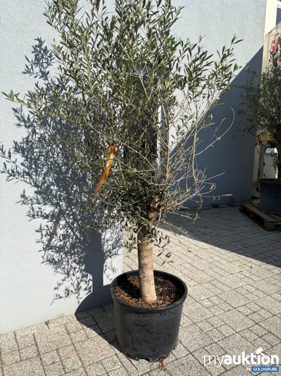 Artikel Nr. 983671: Olivenbaum ca. 180cm 