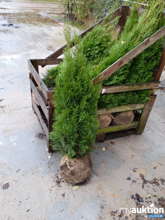 Artikel Nr. 315676: Thuje Hecke Smaragd 125-150 cm 40x