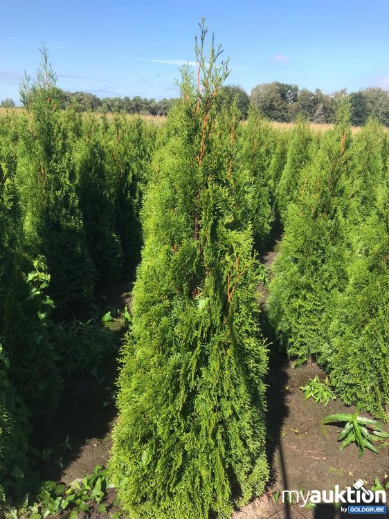 Artikel Nr. 315677: Thuje Hecke Smaragd 150-175 cm 30x