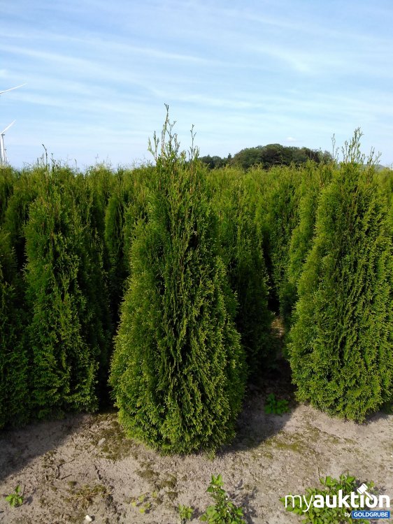 Artikel Nr. 315677: Thuje Hecke Smaragd 150-175 cm 30x