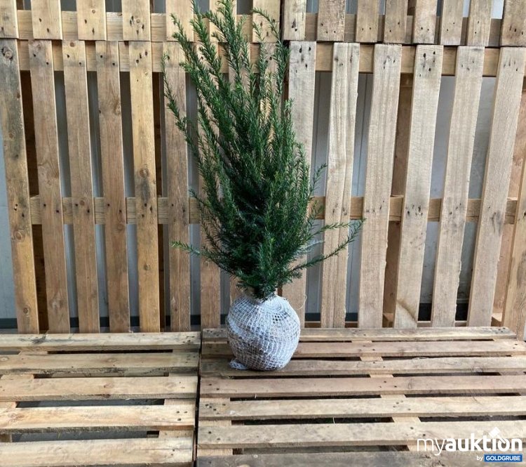 Artikel Nr. 315685: Heckenpflanze Eibe, Taxus Baccata 80-100 80x