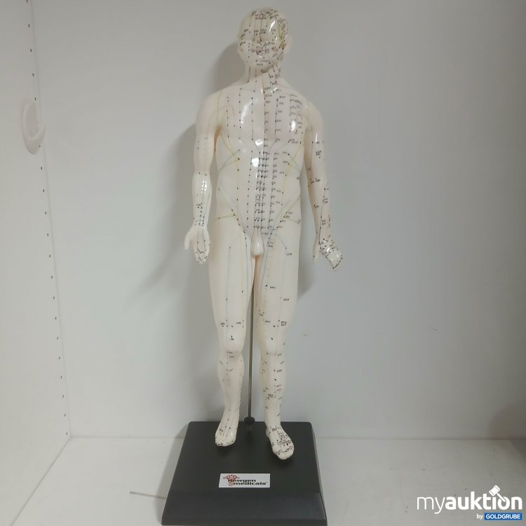 Artikel Nr. 877704 Artikel Nr. 877704: Newgen Medicals Akupuntur-Modell ca.50cm
