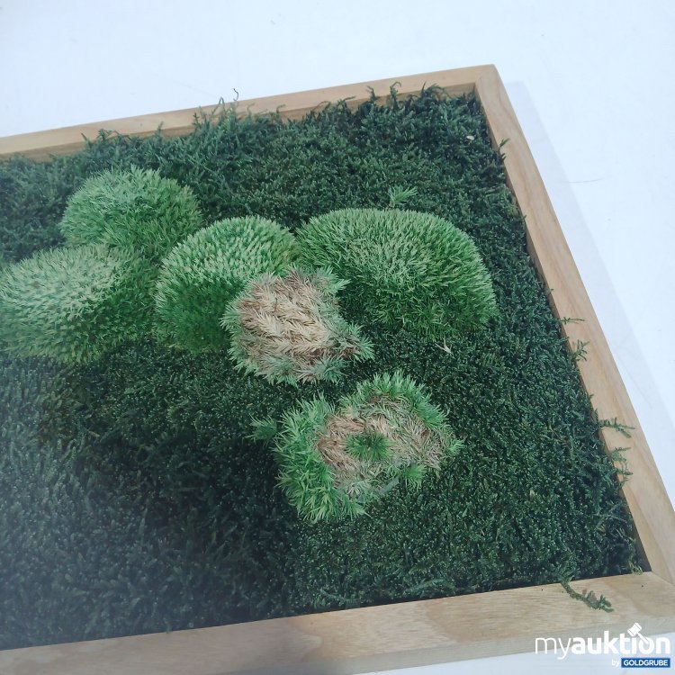 Artikel Nr. 872944 Artikel Nr. 872944: Moosbild ca. 80x30cm