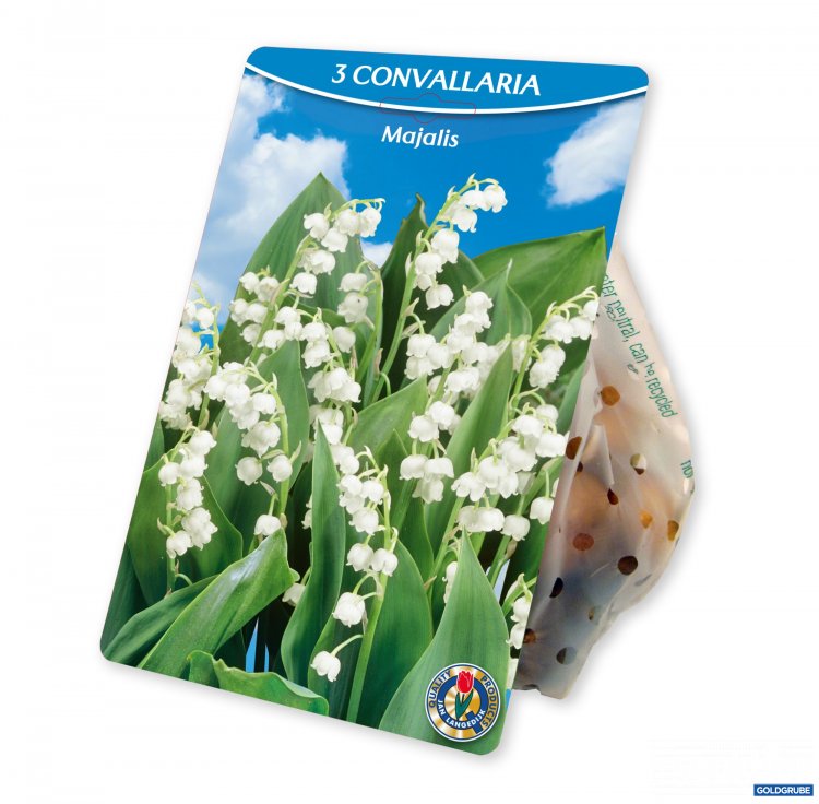 Artikel Nr. 924972: Convallaria Majalis
