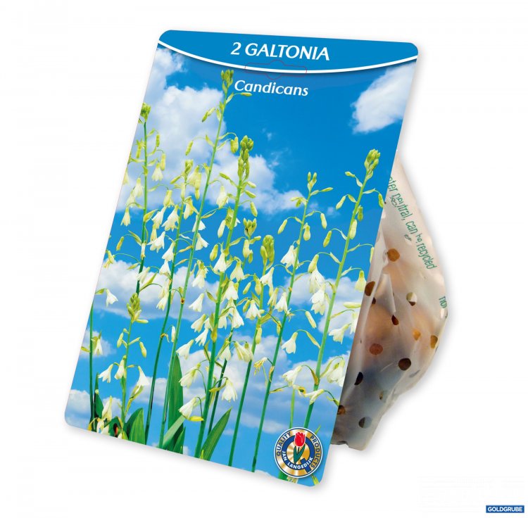 Artikel Nr. 924973: Galtonia Candicans