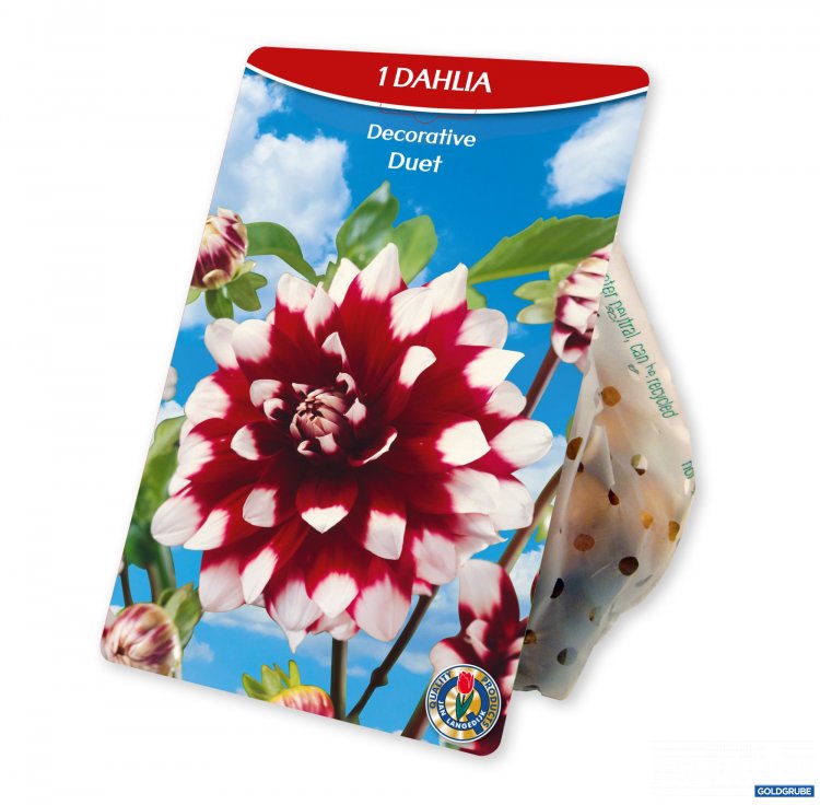 Artikel Nr. 924974: Dahlia Decorative Duet