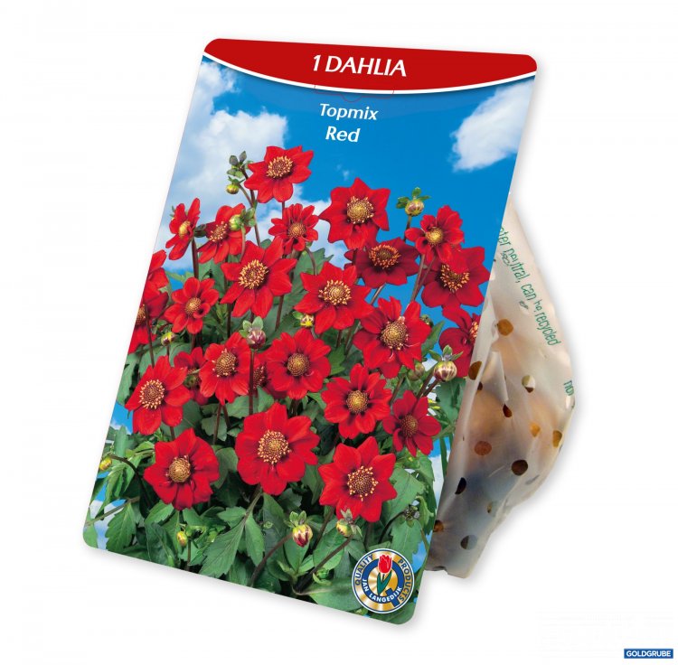 Artikel Nr. 924975: Dahlia Topmix Red