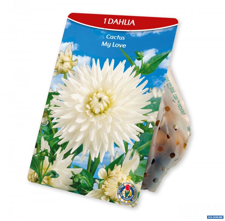 Artikel Nr. 924976: Dahlia Cactus My love