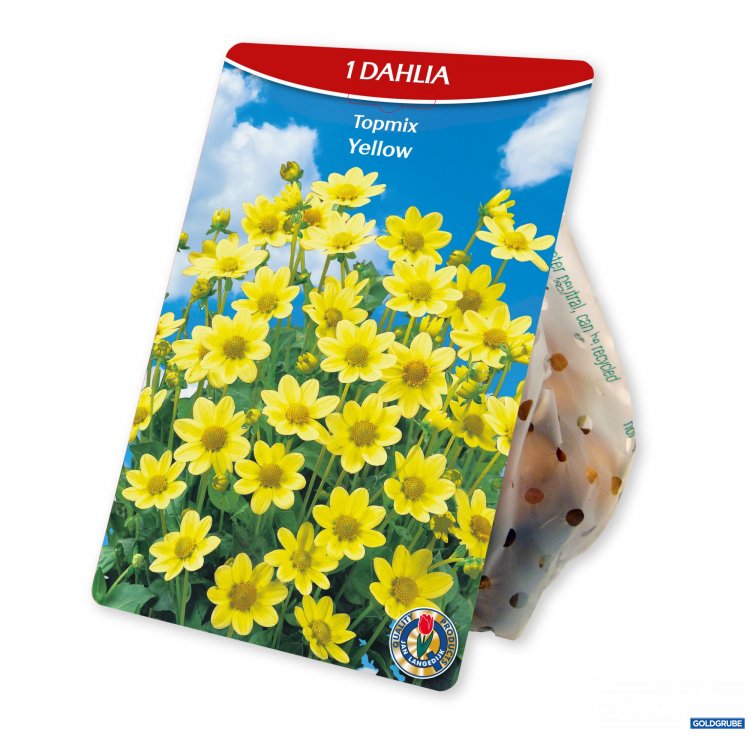 Artikel Nr. 924977: Dahlia Topmix Yellow