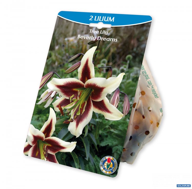 Artikel Nr. 924980: Lilium O.T. Hybrid Beverly Dreams
