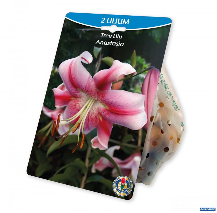 Artikel Nr. 924981: Lilium O.T. Hybrid Anastasia