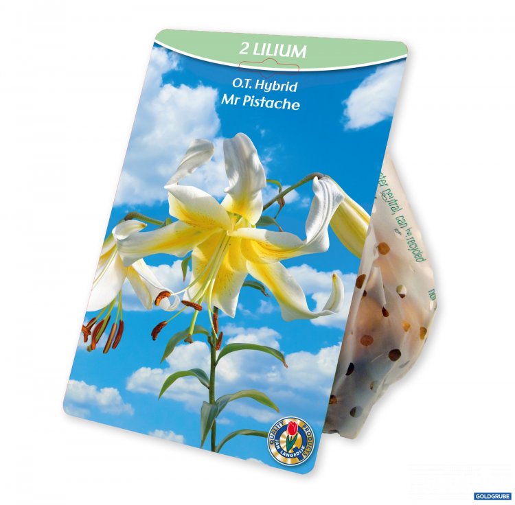 Artikel Nr. 924982: Lilium O.T. Hybrid Mister Pistache
