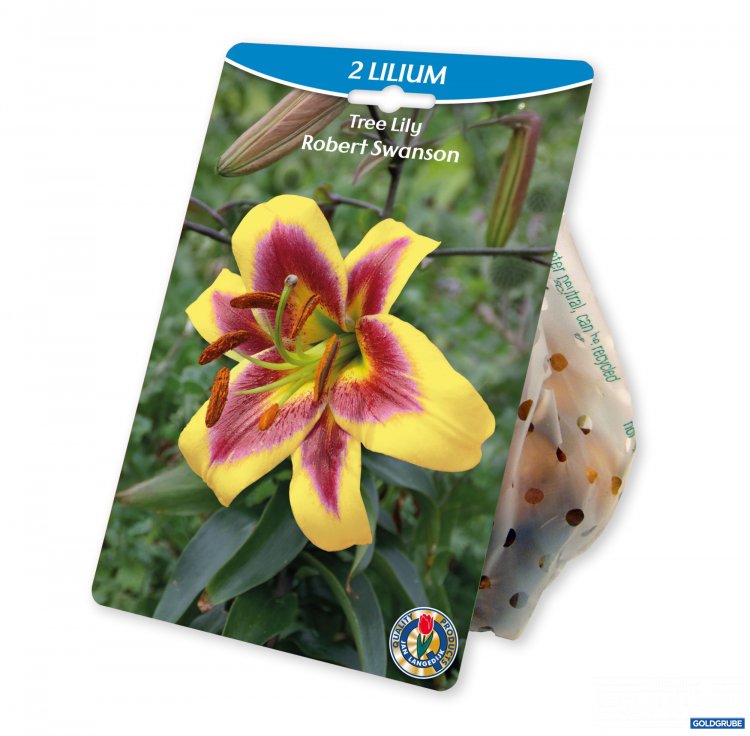 Artikel Nr. 924983: Lilium O.T. Hybrid Robert Swanson