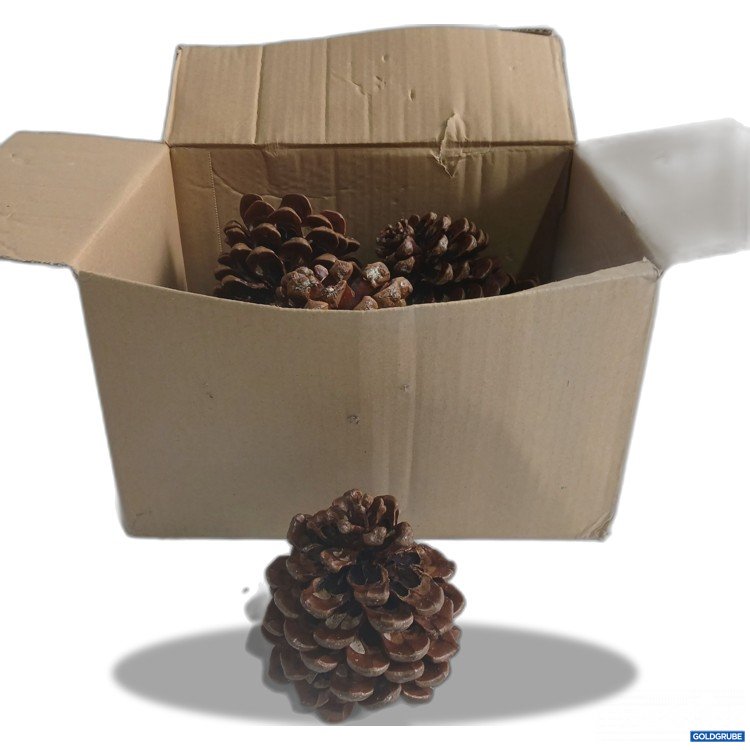Artikel Nr. 956984: Pinienzapfen Natur 10Stk 8-12cm 
