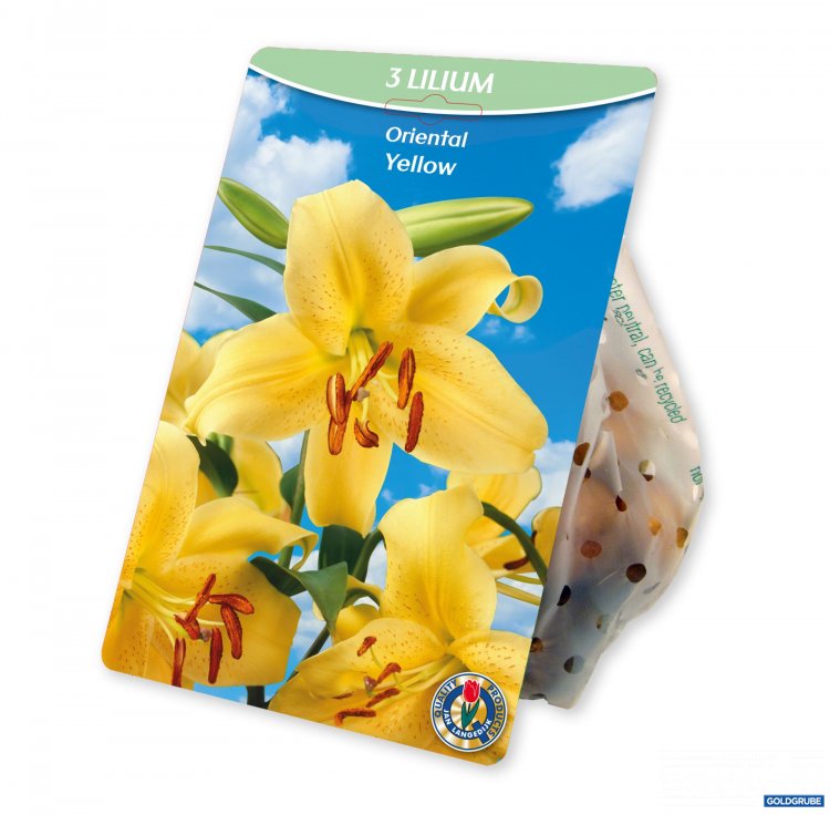 Artikel Nr. 924985: Lilium Oriental Yellow