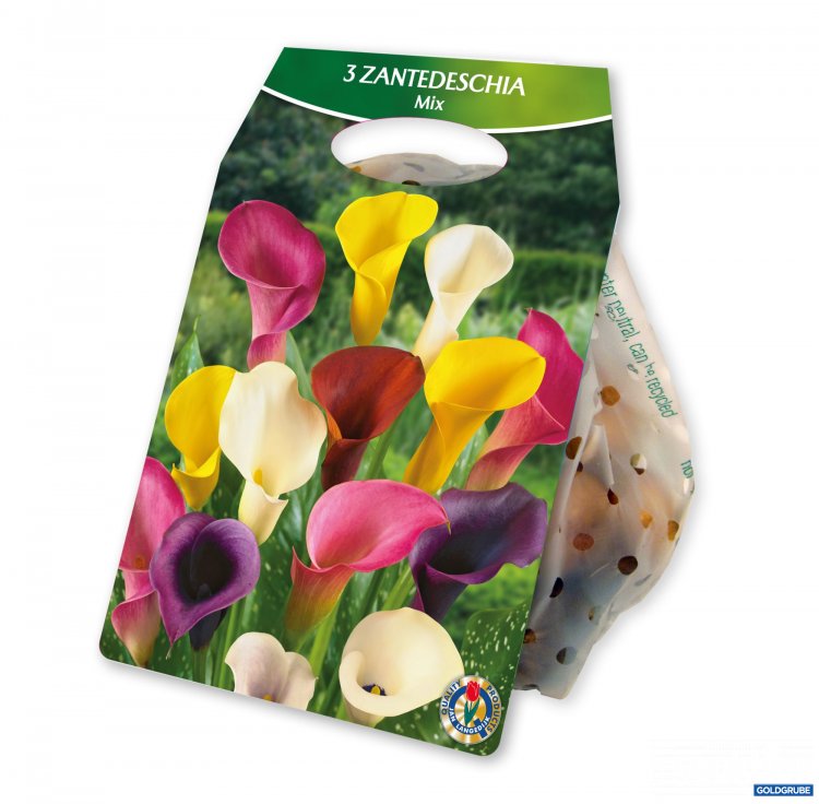 Artikel Nr. 924986: Zantedschia Mix