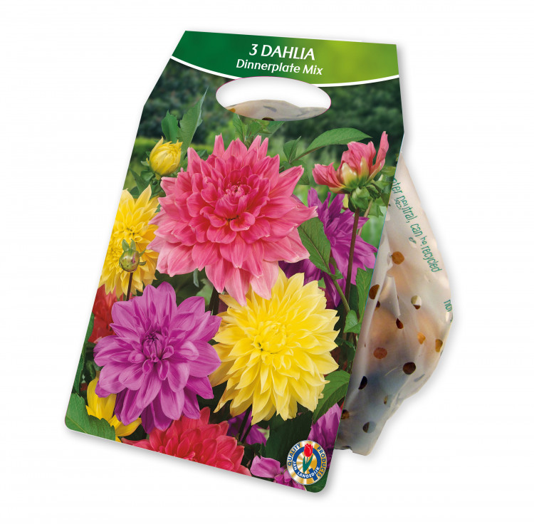 Artikel Nr. 924987: Dahlia Dinnerplate Mix