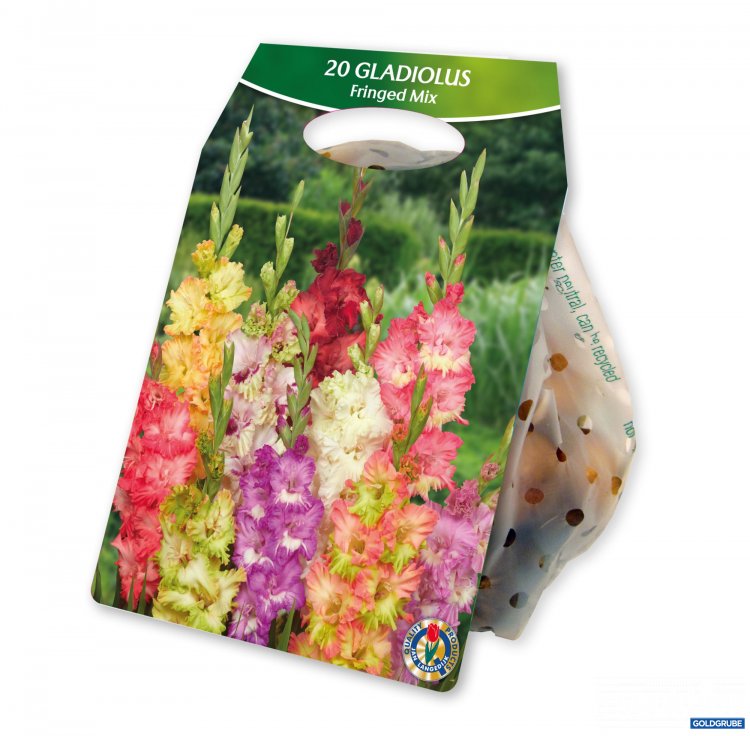 Artikel Nr. 924989: Galdiolus Fringed Mix