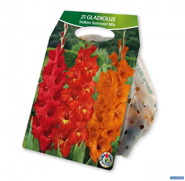 Artikel Nr. 924990: Galdiolus Indian Summer Mix