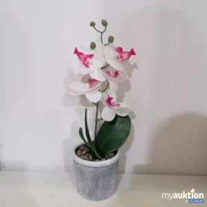 Auktion Orchidee Kumstblume 