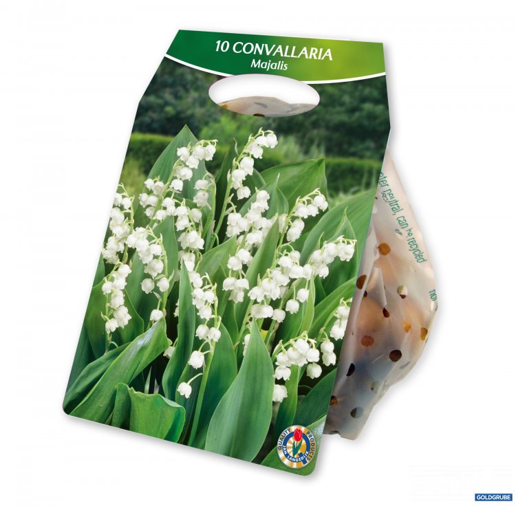 Artikel Nr. 924993: Convallaria Majalis White