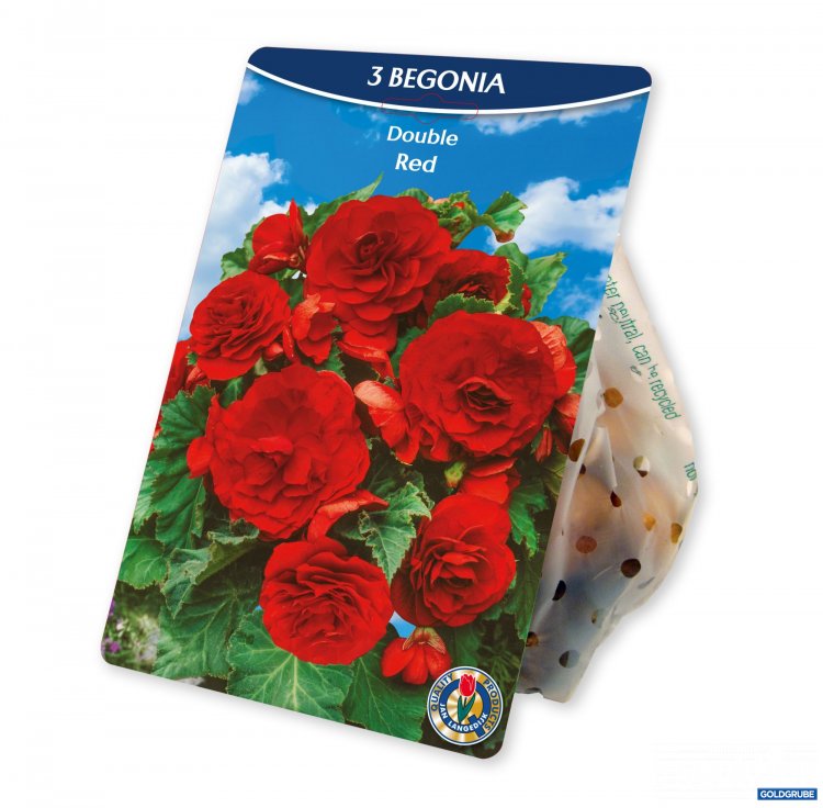 Artikel Nr. 924995: Begonia Grandiflora Red